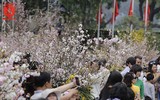 Hàng nghìn người đến lễ hội hoa anh đào vào dịp cuối tuần
